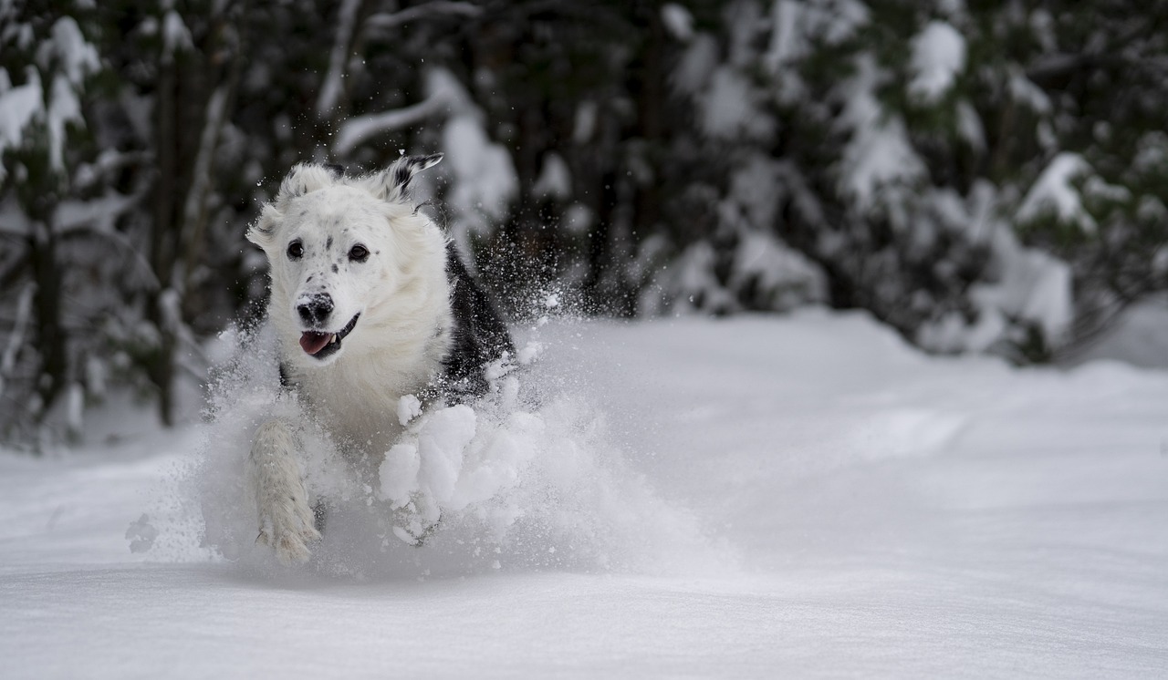 The Best Dog Breeds for Cold Weather Climates